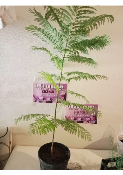 Mor Çiçekli Jakaranda Ağacı ( Jacaranda Mimosifolia) Fidanı - Bahçe, Peyzaj Için Ideal Fidan fırsatları