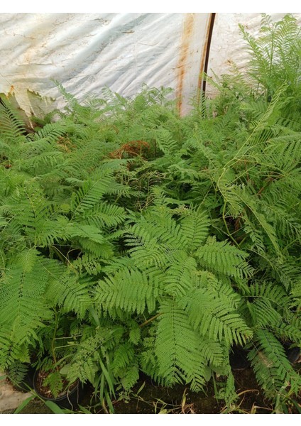 Mor Çiçekli Jakaranda Ağacı ( Jacaranda Mimosifolia) Fidanı - Bahçe, Peyzaj Için Ideal Fidan indirimleri