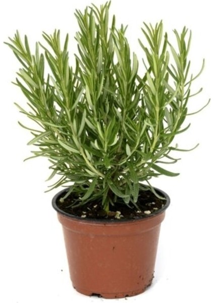 Biberiye Fidanı 10-20 cm