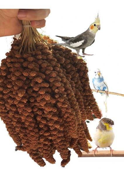 Kızıl Dal Darı 1 kg Premium Kalite