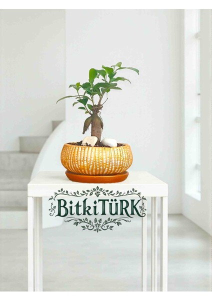 -Ithal Ficus Bonsai Altlıklı Beton Saksıda 35CM Ofis Iç Mekan Hediye