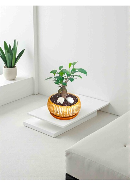-Ithal Ficus Bonsai Altlıklı Beton Saksıda 35CM Ofis Iç Mekan Hediye modelleri