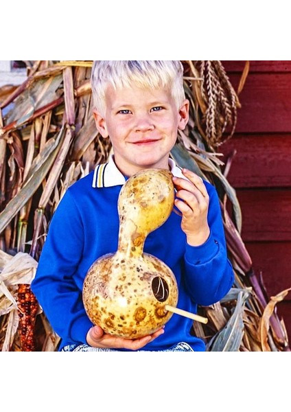 Kuşevi Sukabağı Tohumu Kuş Evi Yapımında Kullanılan