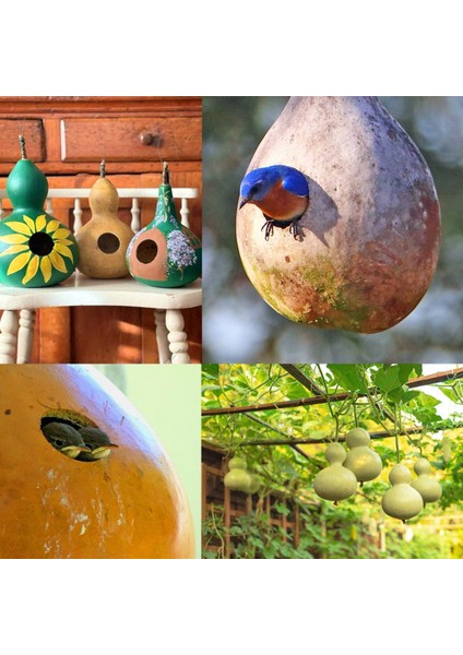 Kuşevi Sukabağı Tohumu Kuş Evi Yapımında Kullanılan fiyatları