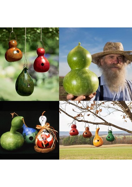 Kuşevi Sukabağı Tohumu Kuş Evi Yapımında Kullanılan fırsatları