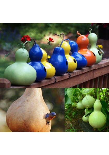 Kuşevi Sukabağı Tohumu Kuş Evi Yapımında Kullanılan indirimleri