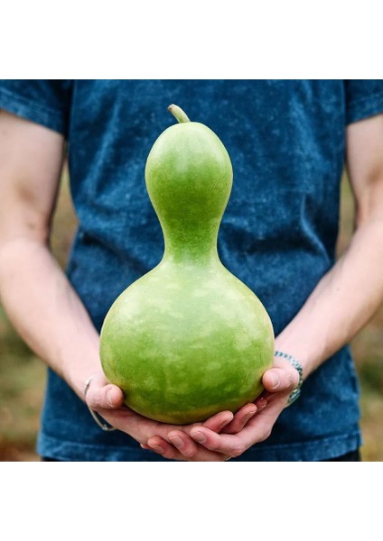 Kuşevi Sukabağı Tohumu Kuş Evi Yapımında Kullanılan