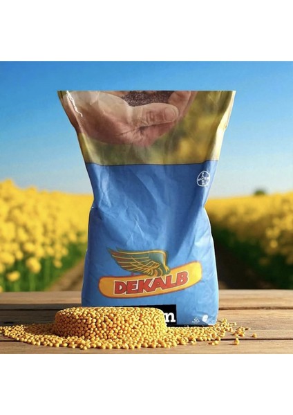 Exception Hibrit Kanola Tohumu