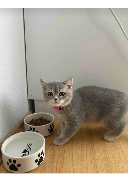 2'li Seramik Kedi Köpek Mama ve Su Kabı 12 cm (300 Ml),seramik Kedi Mama Kabı