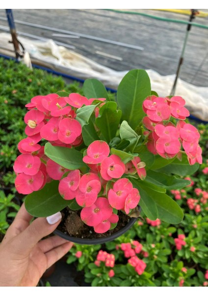 Thailand Kökenli Red Inferno Dikenler Tacı Euphorbia Milii fiyatları