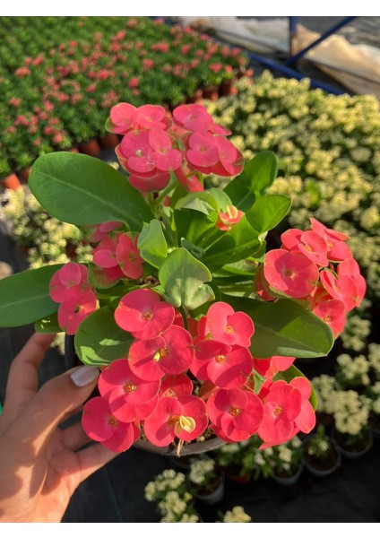 Thailand Kökenli Red Inferno Dikenler Tacı Euphorbia Milii modelleri