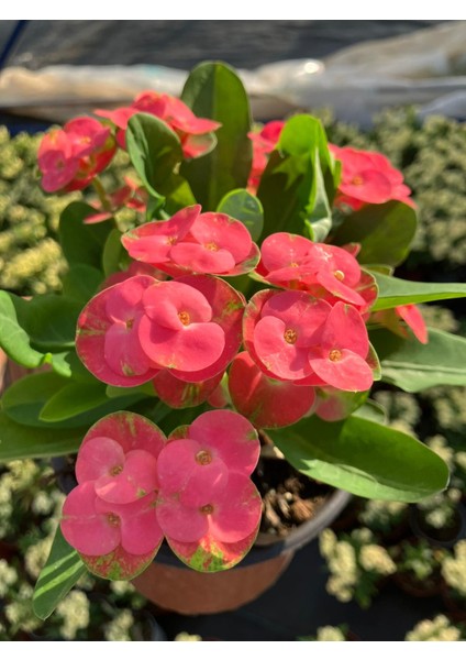 Thailand Kökenli Red Inferno Dikenler Tacı Euphorbia Milii fırsatları