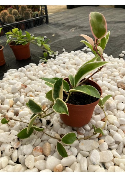 Hoya Carnosa Krimson Queen Mum Çiçeği fiyatları