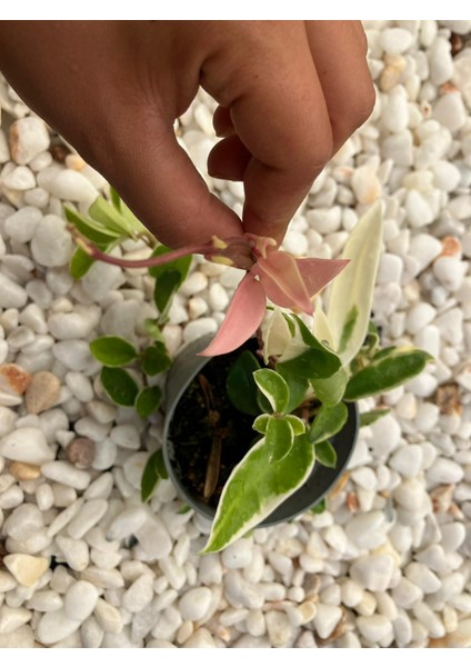 Hoya Carnosa Krimson Queen Mum Çiçeği modelleri