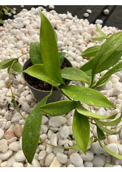 Hoya Pubicalyx Red Buttons Mum Çiçeği H165 modelleri