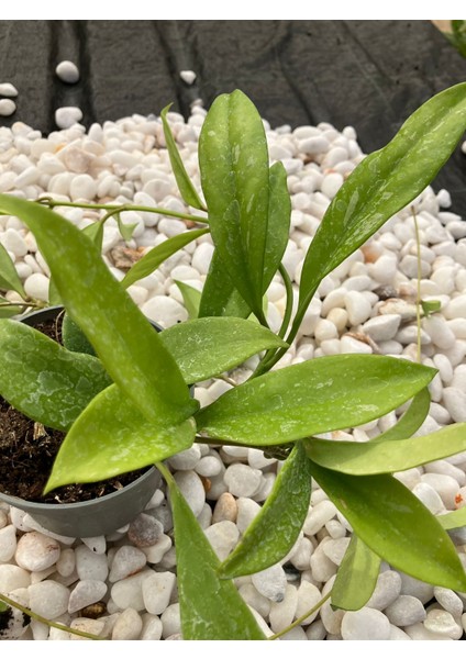 Hoya Pubicalyx Red Buttons Mum Çiçeği H165 fırsatları