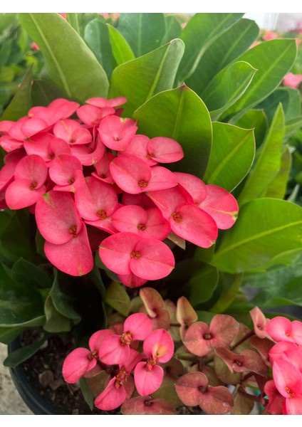 Thailand Kökenli Butterfly Princess Dikenler Tacı Euphorbia Milii fırsatları