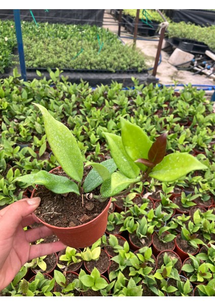 Hoya Pubycalix Black Dragon Mum Çiçeği fiyatları