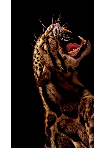 Gerçek Vahşi Gerçek Kral V2 Ev Duvar Salon Güzellik Salonu Ofis Dükkan Dekarasyon Kanvas Tablo fiyatları