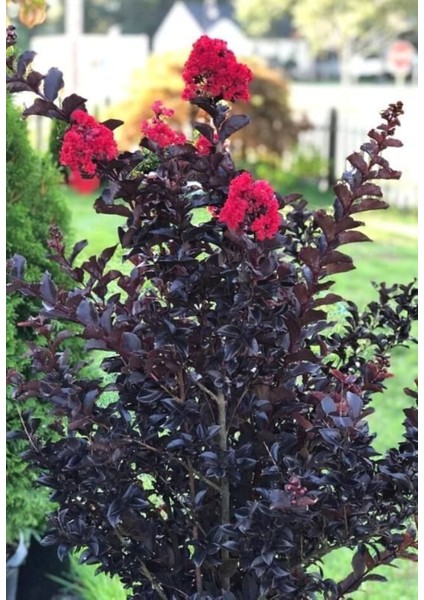 Oya Ağacı Black Diamond Best Red Siyah Yapraklı Kırmızı Çiçekli Oya Ağacı 1-2 Yaş