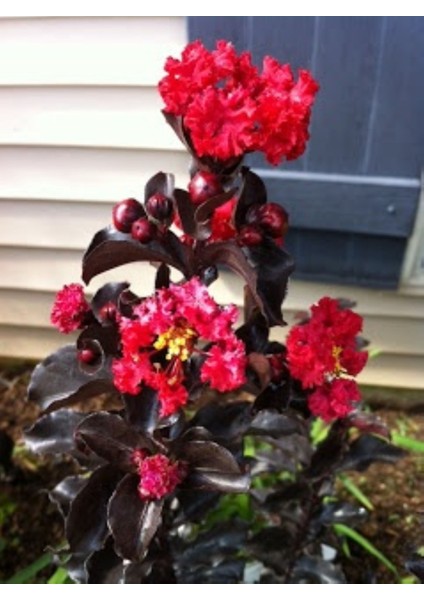 Oya Ağacı Black Diamond Best Red Siyah Yapraklı Kırmızı Çiçekli Oya Ağacı 1-2 Yaş fiyatları