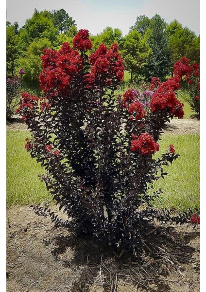 Oya Ağacı Black Diamond Best Red Siyah Yapraklı Kırmızı Çiçekli Oya Ağacı 1-2 Yaş modelleri