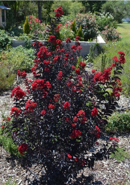 Oya Ağacı Black Diamond Best Red Siyah Yapraklı Kırmızı Çiçekli Oya Ağacı 1-2 Yaş fırsatları