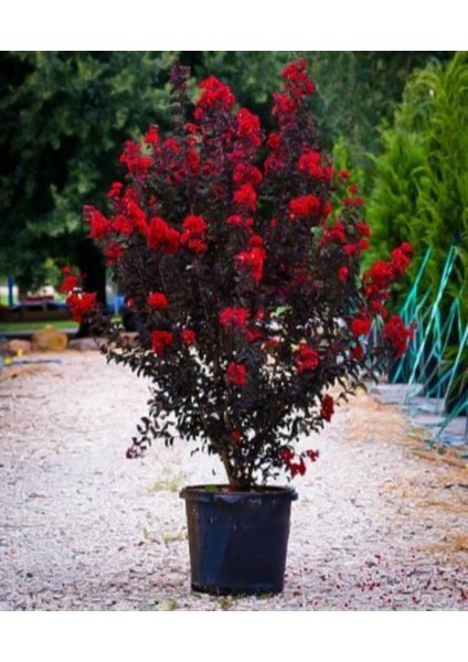 Oya Ağacı Black Diamond Best Red Siyah Yapraklı Kırmızı Çiçekli Oya Ağacı 1-2 Yaş indirimleri