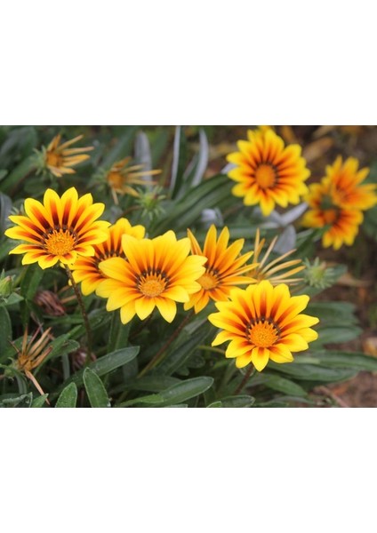 GAZANYA ÇİÇEĞİ 3 ADET - SAKSILI modelleri