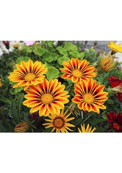 GAZANYA ÇİÇEĞİ 3 ADET - SAKSILI fırsatları