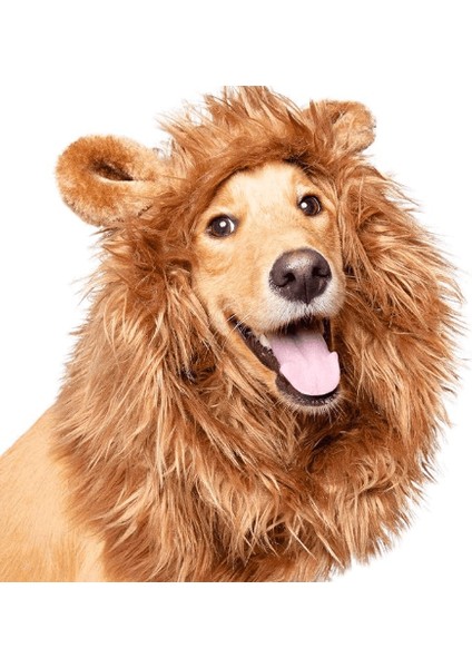 Köpek Peruk Lion