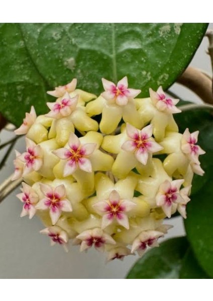 Hoya Parasitica Black Margin Mum Çiçeği