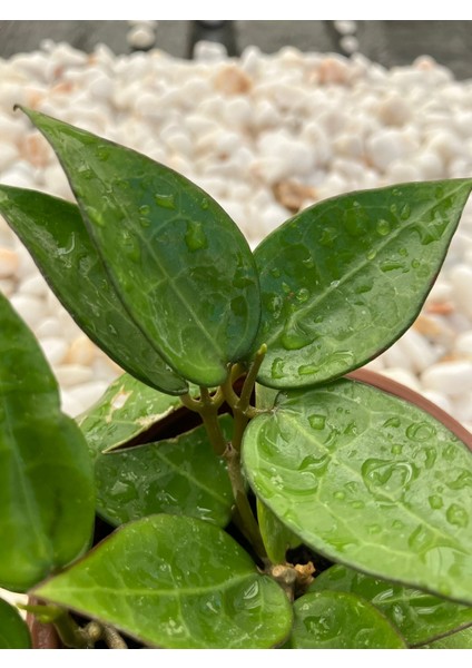Hoya Parasitica Black Margin Mum Çiçeği fırsatları