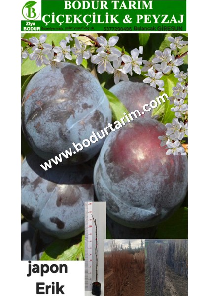 Bulancak 2 Yaşında Yarı Bodur Aşılı Tüplü Topraklı Siyah Japon Erik Meyve Fidanı