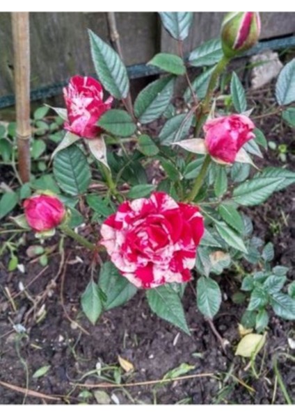 Türkiyem Gül Fidanı 1-2 Yaş