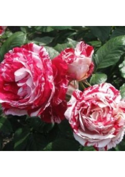 Türkiyem Gül Fidanı 1-2 Yaş fiyatları