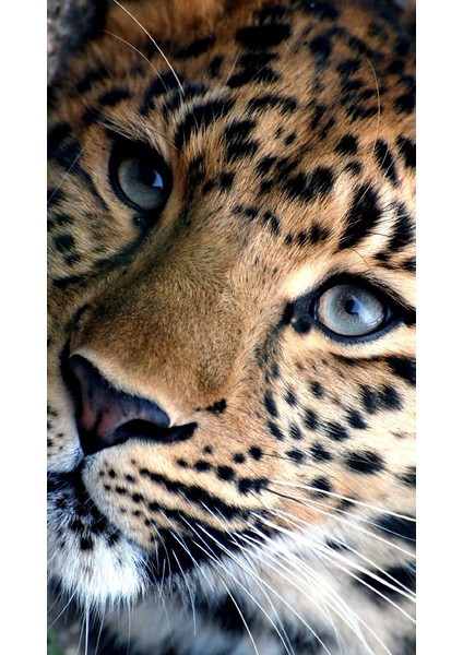 Vahşi Portre V1 Ev Duvar Salon Güzellik Salonu Ofis Dükkan Dekarasyon Kanvas Tablo fiyatları