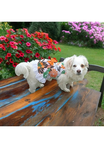 Köpek Elbisesi, Kedi Elbisesi fiyatları