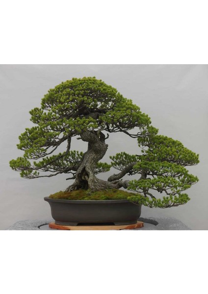 Bonsai Pinus Seti (Fidan+Bonsai Saksı+Toprak +Bitki Besini)