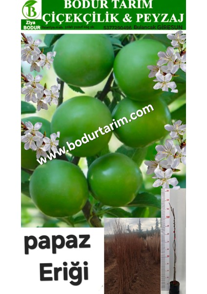 Bulancak 2 Yaşında Yarı Bodur Aşılı Tüplü Topraklı Temmuz Papaz Erik Meyve Fidanı
