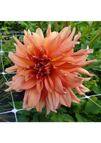15 Adet Dev Yıldız Dahlia Çiçeği Soğanı Yumrusu 10 Renk Karışık 7 Cm.yeni Mahsul.. indirimleri