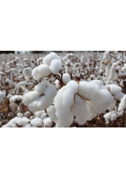 Pamuk Yastık İç Dolgu 1250GR %100 Doğal Pamuk Dolgulu 50 x 70 cm fiyatları