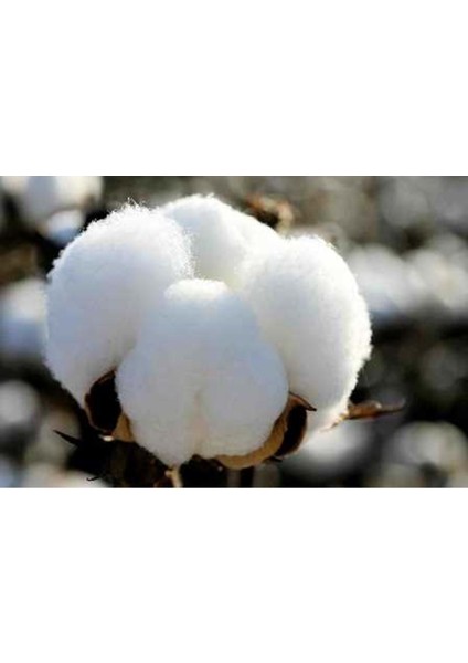 Pamuk Yastık İç Dolgu 1250GR %100 Doğal Pamuk Dolgulu 50 x 70 cm indirimleri