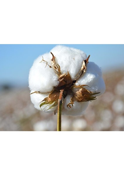 Pamuk Yastık İç Dolgu 1250GR %100 Doğal Pamuk Dolgulu 50 x 70 cm