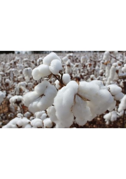 2li Pamuklu Yastık İç Dolgu 1250gr Pamuk Dolgulu (50x70) fiyatları