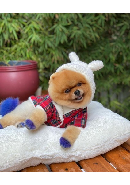 Köpek Montu fiyatları