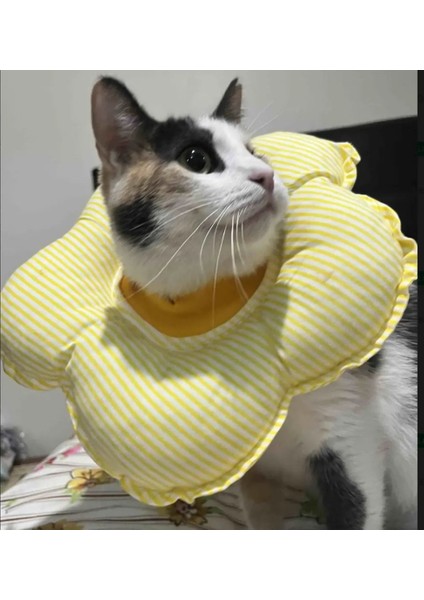 Kedi ve Köpek Yakalığı(Elizabeth Yakalık)