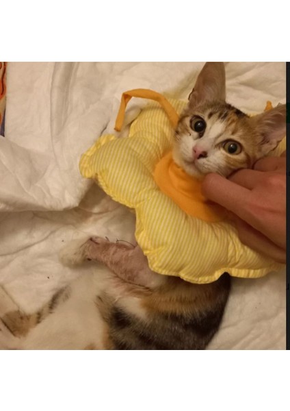 Kedi ve Köpek Yakalığı(Elizabeth Yakalık) indirimleri