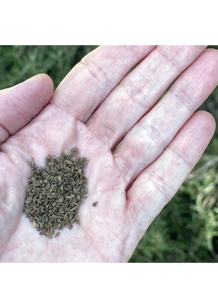 Havuç Tohumu, Nantes Çeşidi, 1 Gram