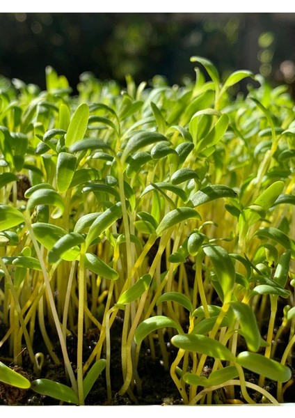 Yerli Pazı Mikro Yeşillik Tohumu, 15 Gram